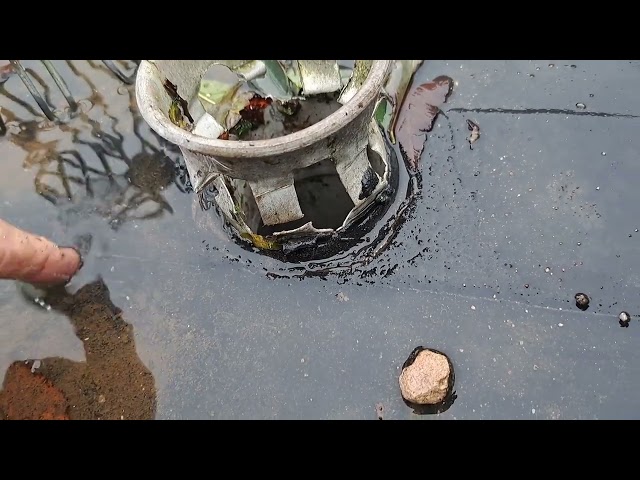 Dakafvoer met bladvanger in staand water op een plat dak